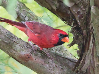 This cardinal was also looking for bugs.