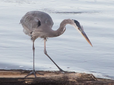 This is probably as close as I`ve ever gotten to a heron.  Like me, they`re uncomfortable being around people.