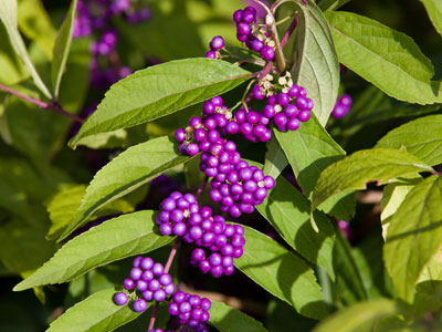 Danger:  the birds weren`t eating the purple berries.