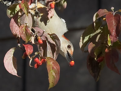 Meanwhile, woodpeckers were feasting on the red ones.