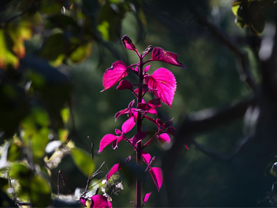 It was a sunny but cold morning in the garden.