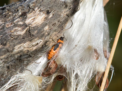 The bugs stayed warm under a blanket.