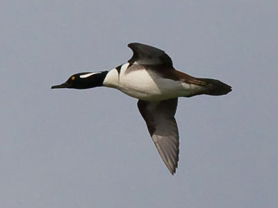 Can you help me identify this bird?