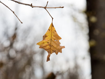 Leaf 3 of 3.