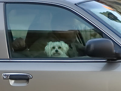 Dog is my copilot.