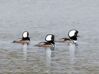 The Hooded Merganser`s white head patches are fan-shaped and conspicuous when crest is raised. NATIONAL GEOGRAPHIC FIELD GUIDE TO THE BIRDS OF NORTH AMERICA