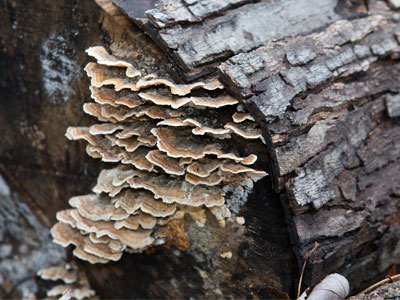 I can`t get enough fungus (see November 21 above).