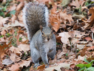 Burying a Snickers bar to eat during the winter.