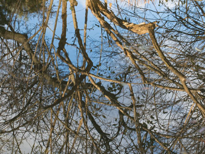 Reflections on a calm pond.