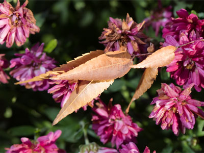 Windblown leaves stick to anything.