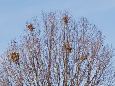 Squirrel condo.