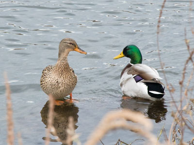 Find yourself a duck who will look at you like that.