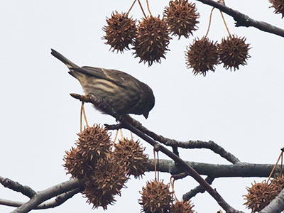 Feasting on cicadas in May, choking down seeds in November.