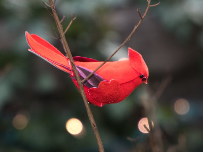 Ten days before Christmas, my true love gave to me a cardinal in a shrubbery.