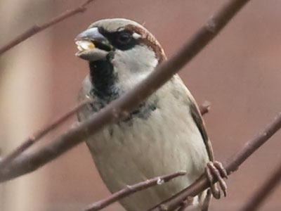 If you plant a bird seed, will it grow into a bird?