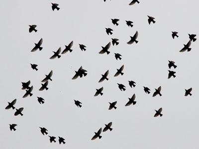 It`s risky to stand underneath a murmuration.