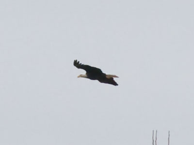 There was a line of cars by the woods, so I had a feeling I might see a bald eagle.