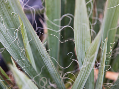 Where angel hair pasta comes from.