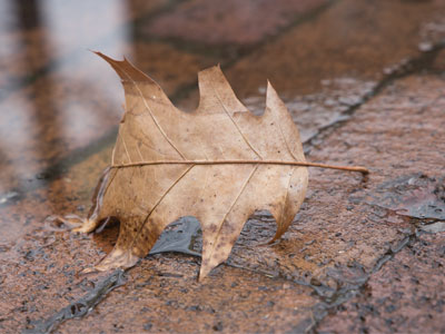 Remnant of autumn.