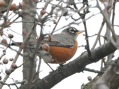 While robins eat berries from the tree branches . . . 