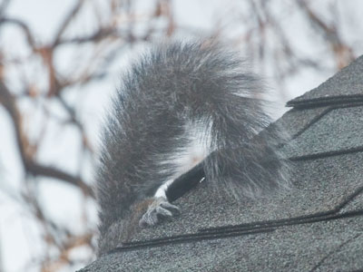 Lots of squirrels chased each other noisily around the roof this morning.  We need more hawks around here.