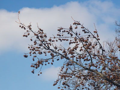 Through the frigid air came the piercing sound of a woodpecker.