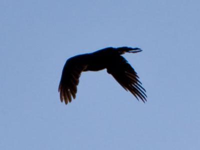 There was discord among the neighborhood crows.