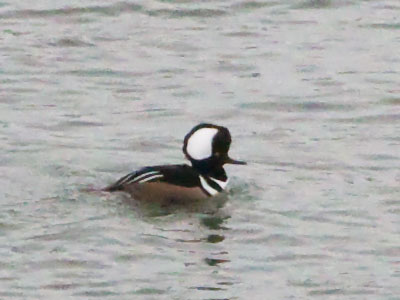 I was surprised to see a hooded merganser downtown.