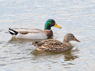 Because of my expensive trip to the camera store (see February 15 above), you get this nice picture of ducks.