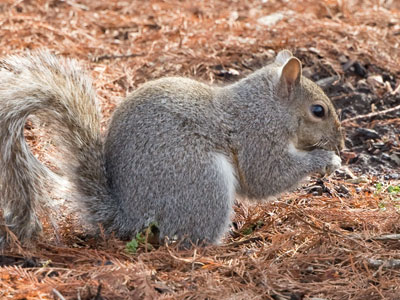 I hesitate to tell you how much this squirrel photo cost.