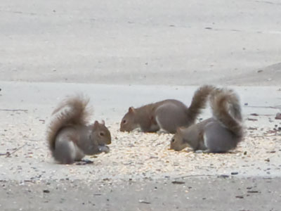 Squirrels help themselves to the birdseed.