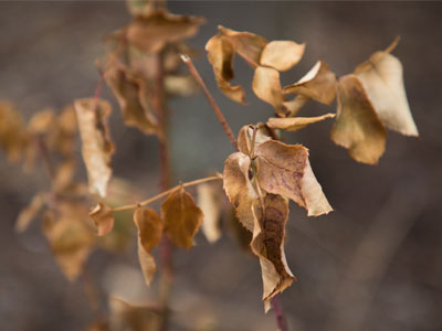 Textures of February.