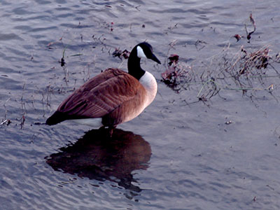 An 8 megapixel goose.  My current cameras are about 30 megapixels.