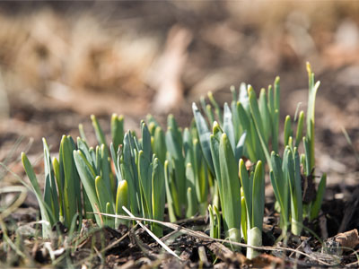 Daffodils are starting to think about it.