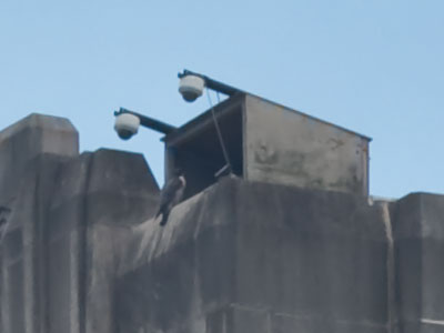 A falcon high on the rocky cliffs of downtown Dayton.