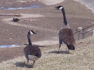 An angry goose is a noisy goose.