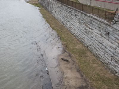 The sidewalk makes a comeback  (see March 7 above).