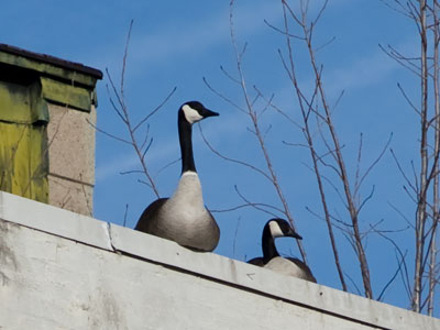 City goose (branta urbansis).