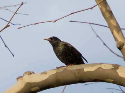 Birds look better in profile than straight on.