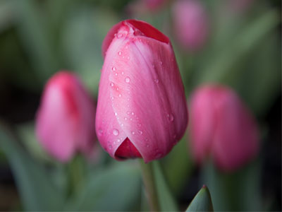 March showers bring March flowers.