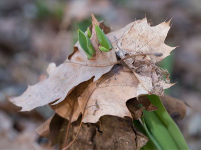 Spring tulips have no patience for last fall`s leaves.