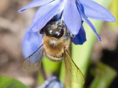 Today I saw my first honeybees of the year.