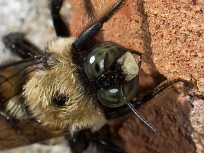 Today I saw my first bumblebee of the year (although this one looks like it`s left over from last year).