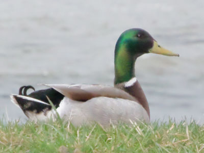 A preview of many more duck photos to come (see March 19 above).