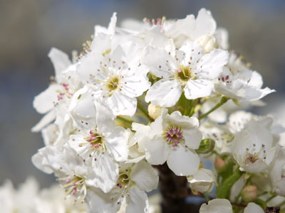 I like flowers, but tree blossoms are my favorite.