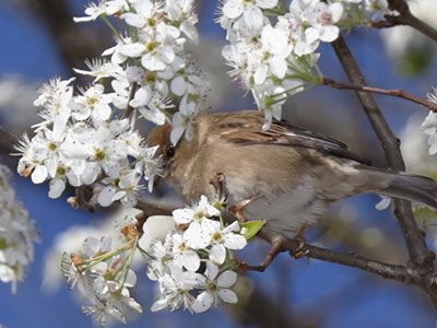 I like tree blossoms, but not enough to eat them.