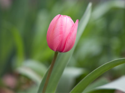 The first humble tulip in my backyard.