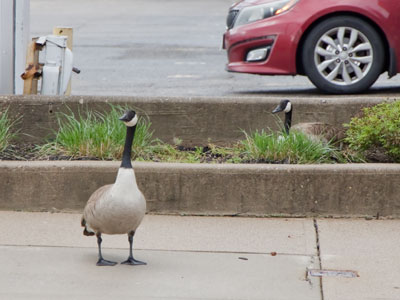 Avoid this sidewalk if you can.