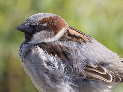 First day of nature photography with my new camera:  VERY SATISFACTORY.