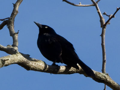 The grackles were having a battle for air superiority.